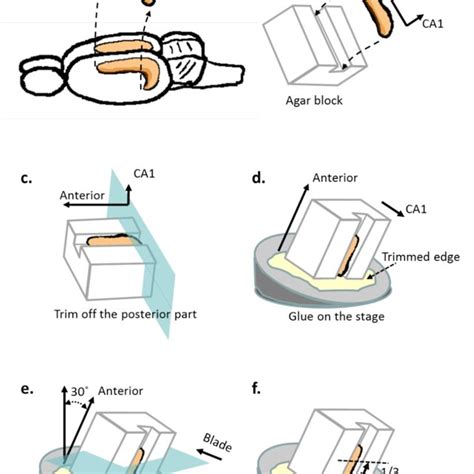 1 Procedures for transverse hippocampal slice preparation a, The ... 