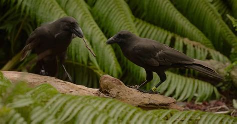 Island Conservation Sixteen Alalā Now Fly Free After Once Being ...