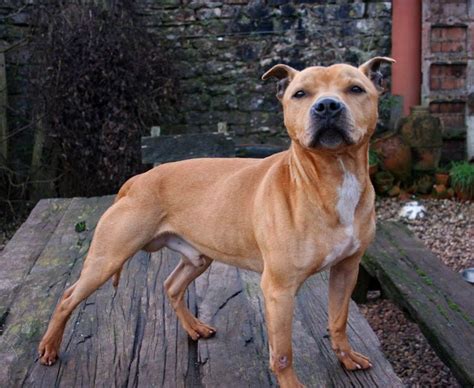 Devon Dog Rescue And Rehoming Rescue Dogs For Adoption In Devon