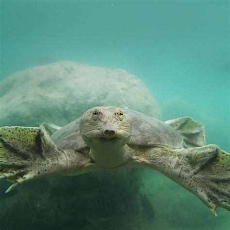 La Tortuga Endémica Que Se Extinguió En Coahuila México Desconocido