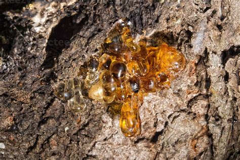 tree natural resin  stock photo  vecteezy