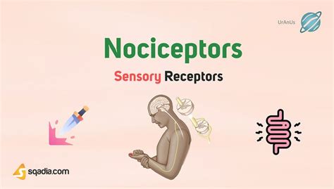 Sensory Receptors - Nociceptors