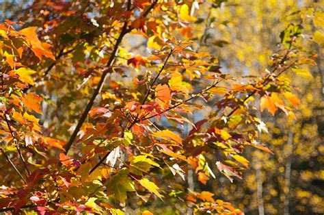 Acer Rubrum October Glory Klon Czerwony Ogrody Marta G Ra