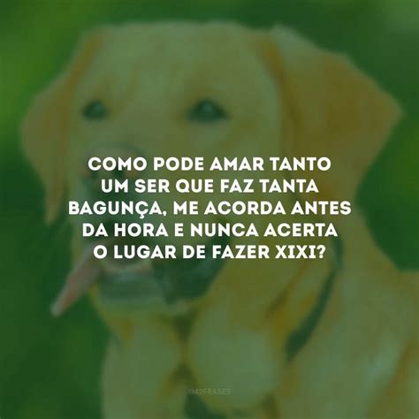 80 frases de amor para cachorro que enaltecem seu cãopanheiro