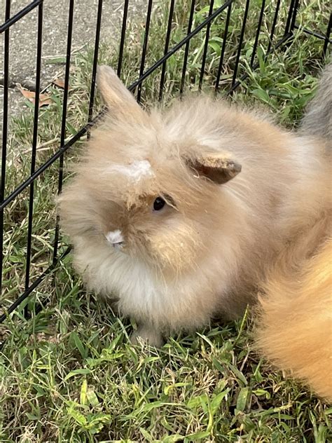 Lionhead Rabbit Rabbits For Sale Saginaw Al