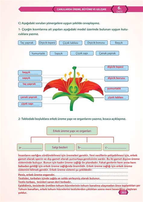 7 Sınıf Fen Bilimleri Meb Yayınları Sayfa 203 Cevapları