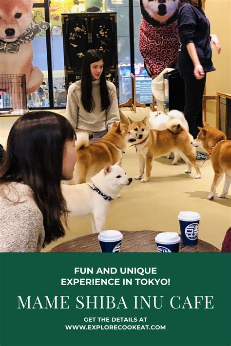 Experience The Joy Of Mame Shiba Inu Cafe In Tokyo