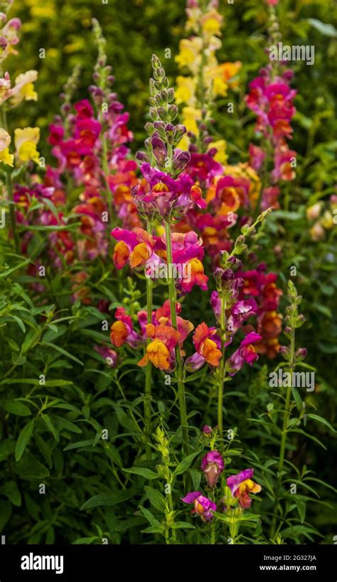 Beautiful Display Of Antirrhinum Also Known As Snapdragons Stock Photo