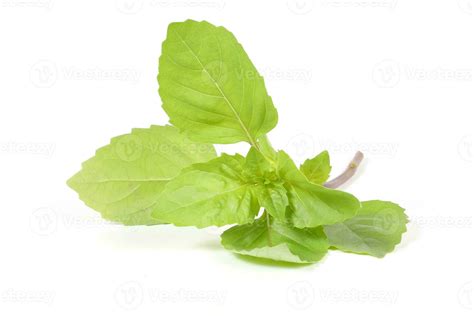 Green Thai Basil 24547905 Stock Photo at Vecteezy