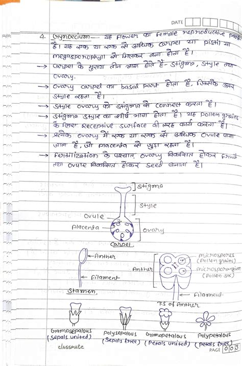 Solution Handwritten Sexual Reproduction In Plant Studypool