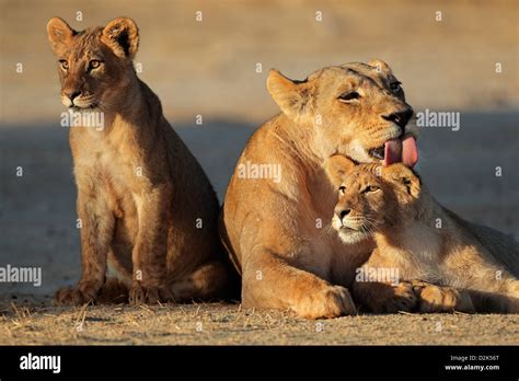 Lioness With Cubs Hi Res Stock Photography And Images Alamy