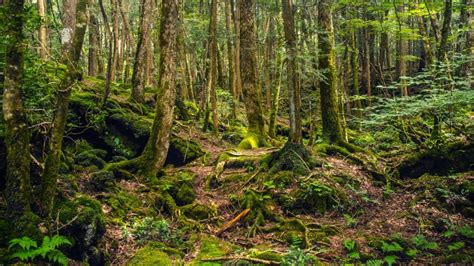 10 Haunted Places In Japan That Are Scarier Than Horror Movies