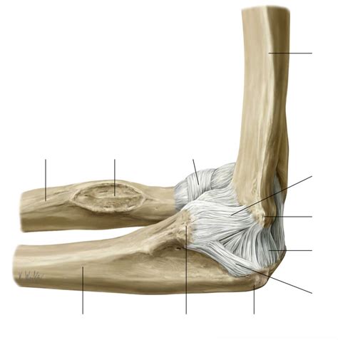 The Capsule And Ligaments Of The Right Elbow Joint In 90° Flexion