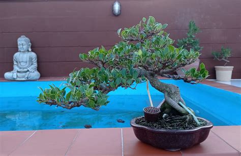 Img Wa Adictos Bonsai Flickr