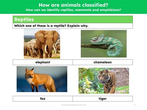 Identify Reptiles Mammals And Amphibians Worksheets Science