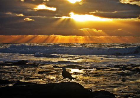 Gaviota Al Atardecer En Playas De Tijuana Precioso El Mome Flickr