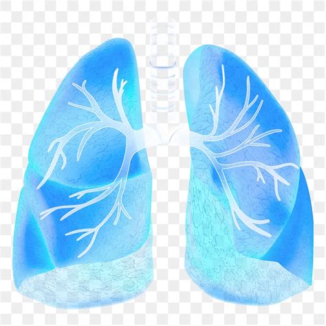 lungs disease images   png stickers wallpapers