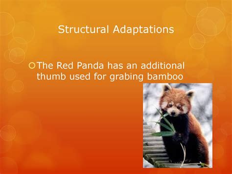 The Red Panda By Lia Arrowood Ppt Download