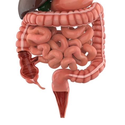 3D Model Human Digestive TurboSquid 1365987