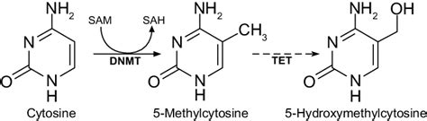 Methylation Of Cytosines In Dna Notes In The Presence Of Dna