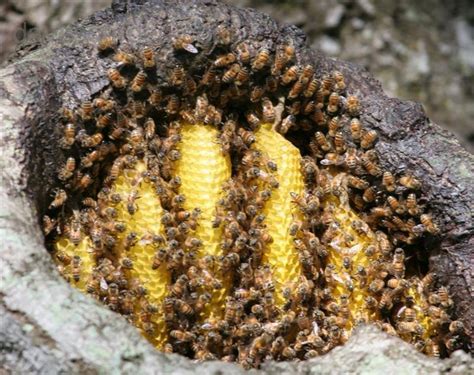 TYPES OF HONEY BEE | Apiculture (Large Scale Honey Bee Keeping)