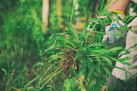 Comment identifier les mauvaises herbes et comment les éliminer