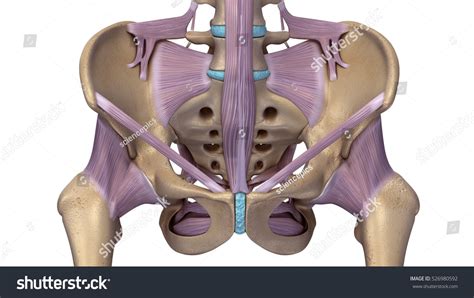 Pelvis Ligaments D Images Stock Photos Vectors Shutterstock