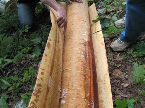 Harvesting Birchbark