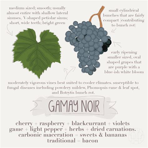 Gamay Noir - What's The Grape - Cape of Good Wine