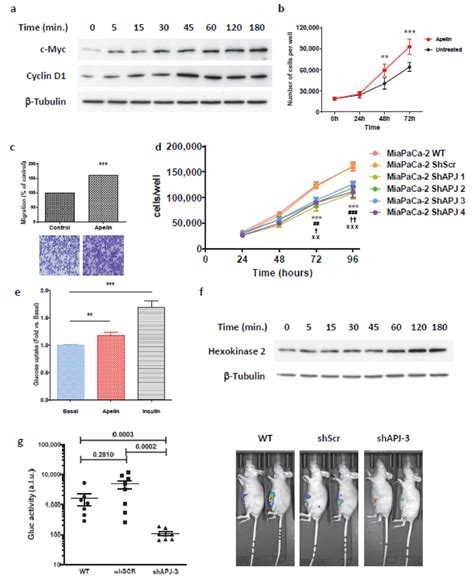 Apelin Signaling Promotes Pancreatic Cancer Cell Proliferation