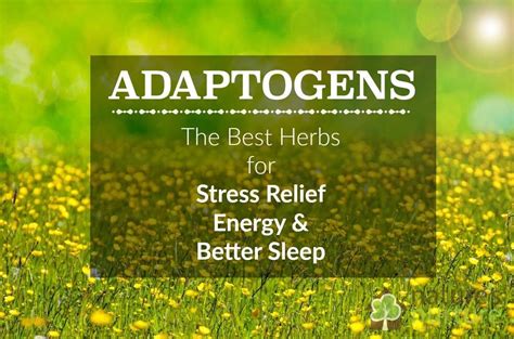 Adaptogenic Herbs for Stress, Energy, and Better Sleep