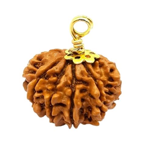 Nau Mukhi Nine Faced Rudraksha Lab Certified Without Mala