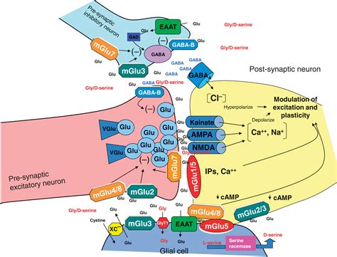 Translating Glutamate From Pathophysiology To Treatment Science