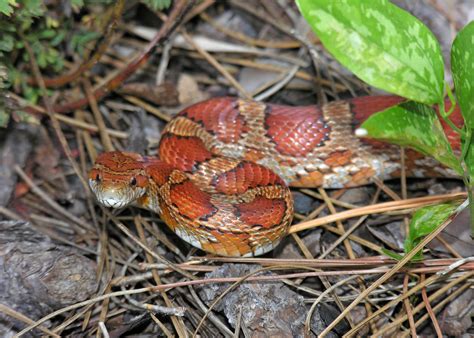 Eastern Corn Snake Pantherophis Guttatus Defensive Postu Flickr