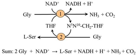 Serine Metabolism In Health And Disease And As A Conditionally