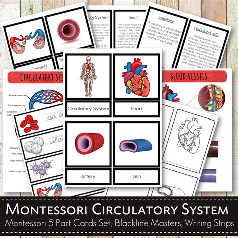 Circulatory System Bundle Pack Pinay Homeschooler Shop