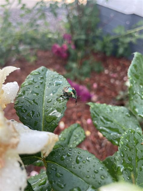 What are these bugs in my roses? : r/whatisthisbug