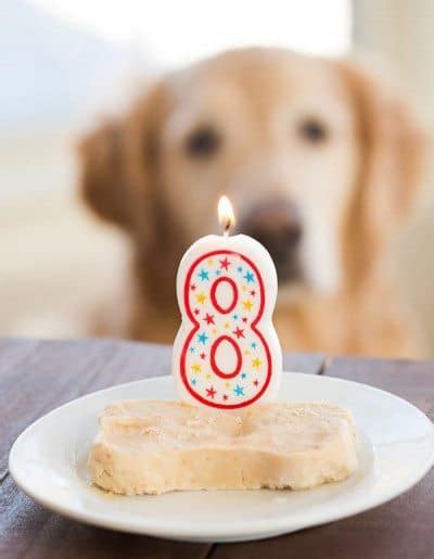 Spoiled Dog Cake Recipe • Love From The Oven