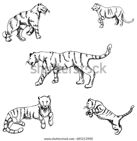 Tigers Sketch By Hand Pencil Drawing Stock Illustration 685213900