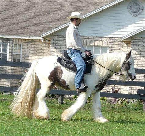 Gypsy Caravanners Gypsy Vanner Breeder In Florida