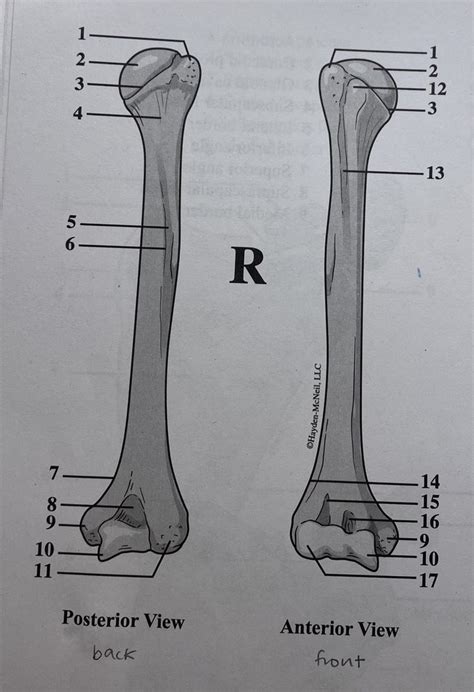 Humerus Anatomy Diagram | Quizlet