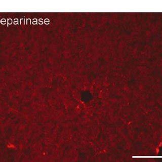 Fluorescence Photomicrographs Of M M Thick Cryostat Sections From