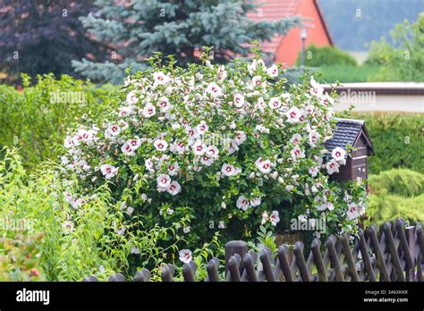 Shrubby Althaea Rose Of Sharon Hibiscus Syriacus Red Heart
