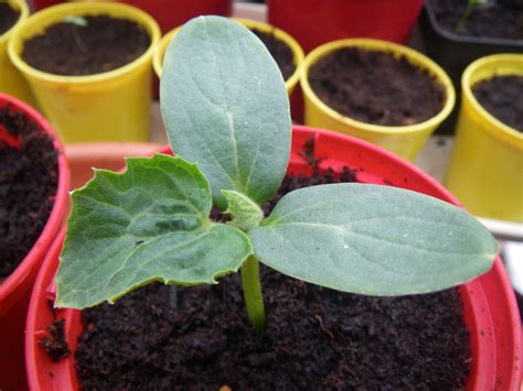 Comment Planter Des Melons La Pause Jardin