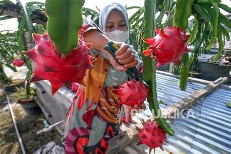 Pln Bantu Petani Buah Naga Di Sinjai Raup Laba Berlipat Lipat