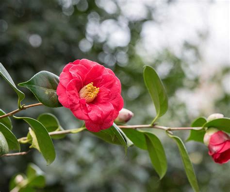 Types of camellias: 10 evergreen varieties for early color | Homes and