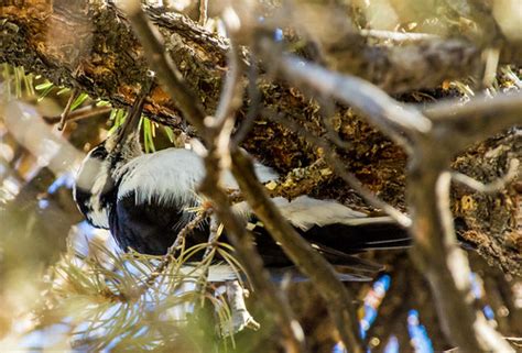 Hairy Woodpecker South Rim Grand Canyon Arizona Usa 2 Flickr