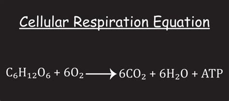 11 Cellular Respiration Equation Metabolic Reactions Biology Education Vector Illustration