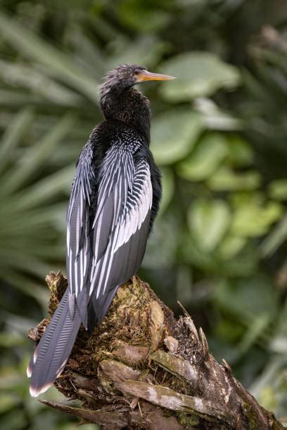 Everglades Birds Stock Photos, Pictures & Royalty-Free Images - iStock