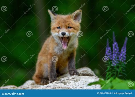 Raposa Vermelha Vulpes Pequeno Filhote Na Floresta Em Pedra Com Flores